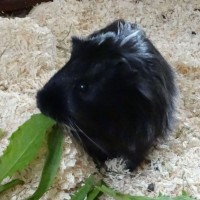 Alice1607063