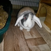 Babsi 2 12102017