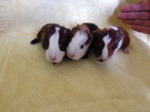 Baby5