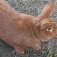Baerli 190217 1