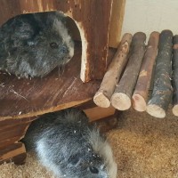 BaerliALma4