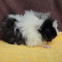 Balu18051404