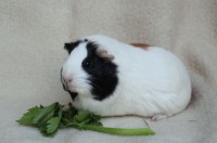 Bamboo2