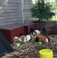 BieneMaxine18060701