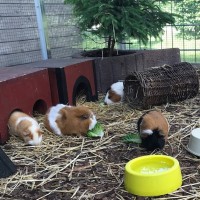 BieneMaxine18060704