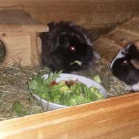 Blacky1605212