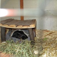 Blacky1907301