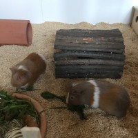Bobo1705025
