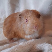 Bobo19110903