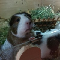 BonnyBettelt2