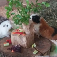 Boomer1701254