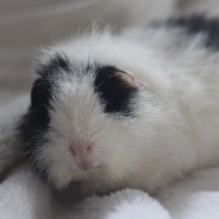 Brommel2