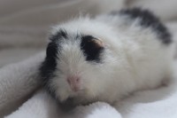 Brommel2
