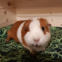 Brownie19110201.jp2