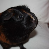 Brownie21