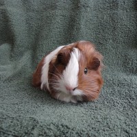 Brunhilde2