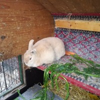 Bunny