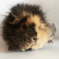 Butterbluemchen2001043