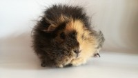 Butterbluemchen2001043