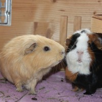 Buttercup8