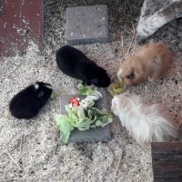 CameronVida19022801