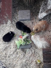 CameronVida19022801