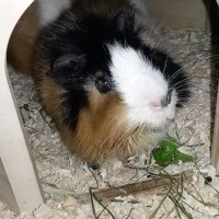 Carlotta170615