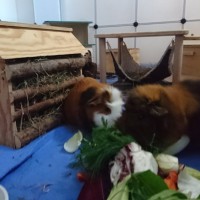 Charlie18102902