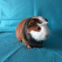 Charlie 85