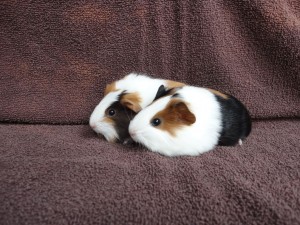 ChepiUndImala1608061