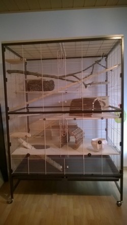 ChinKaefigneu