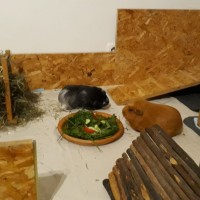 Chipsy1910014