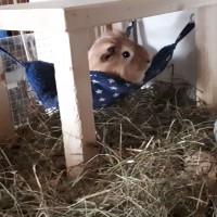 Chrunchy1803021