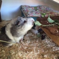 Cleo1607011