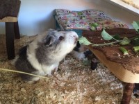 Cleo1607011