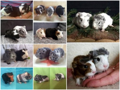 CollageBabiesImmenstadt