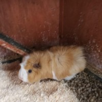Cookie18122602