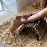 Cookie1908122