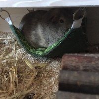Cooper170516