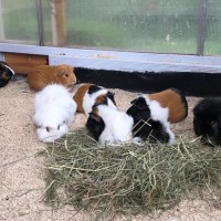DackelbeinEmma19072907