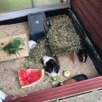 DackelbeinEmma19072914