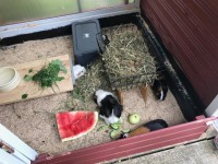DackelbeinEmma19072914