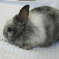 Daeumeline1