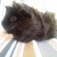 DarkChocolate2