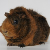 Dorie1712291