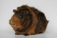 Dorie1712291