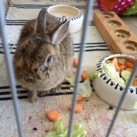 DritterFruehling03
