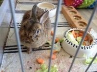 DritterFruehling03