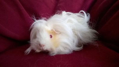 Eiladar004