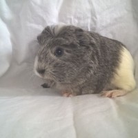 Ellie003